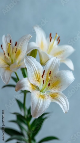 Elegant white lilies bloom with whispered grace, evoking tranquil Easter mornings and soothing lunar new year reflections