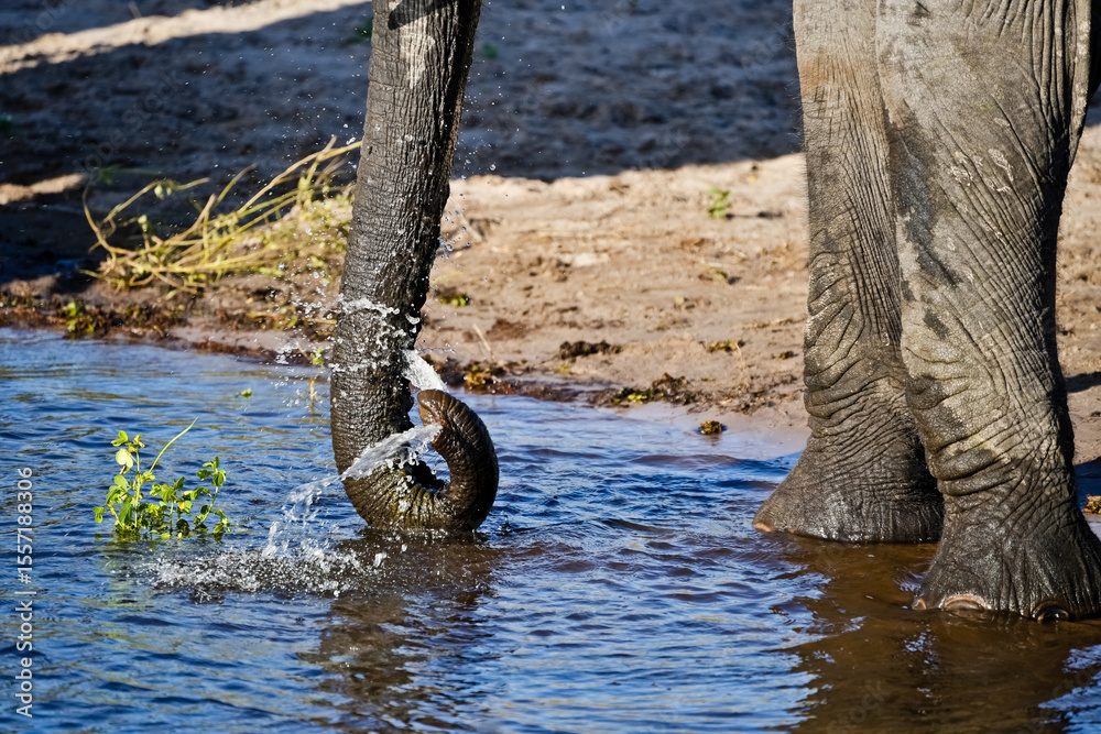 Fototapeta premium elephant trunk sprays water