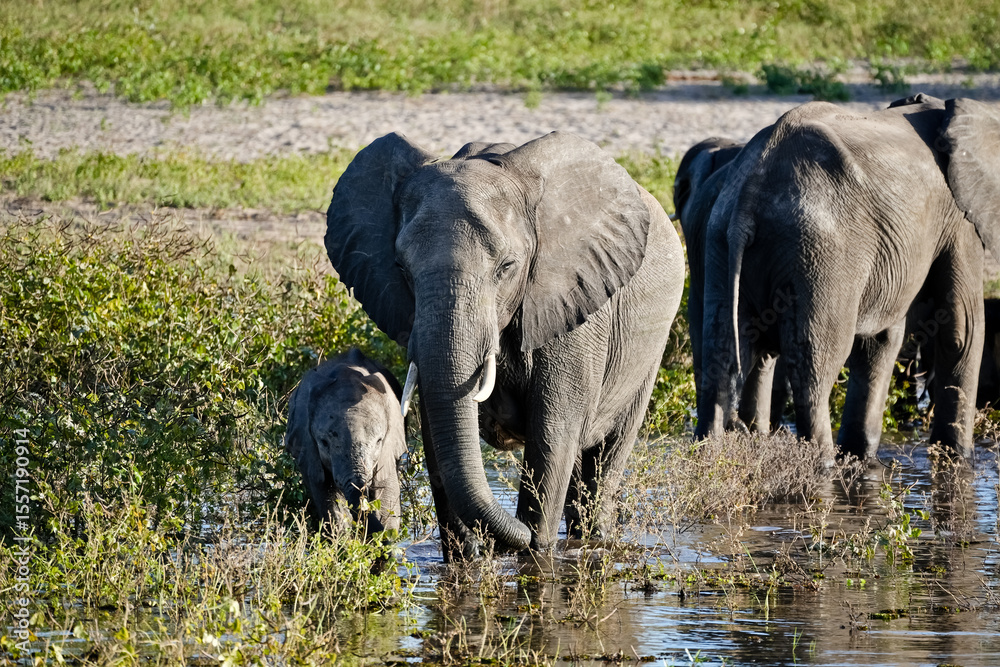 Fototapeta premium Herd of elephants with baby elephant and mother standing in waterhole