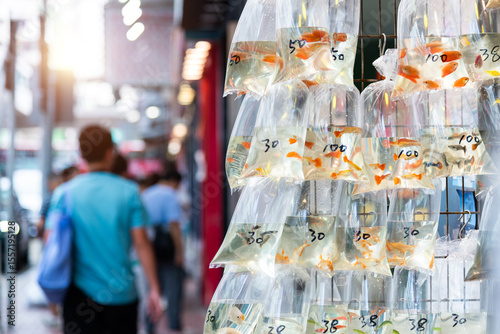 Cuadro en lienzo Goldfishes inside plastic bags for sale in Hong Kong