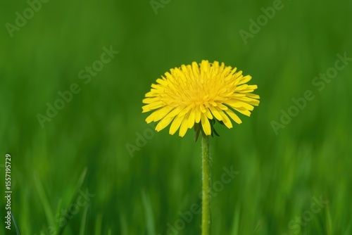 Focus on a Dandelion Flower Set Against a Green Backdrop