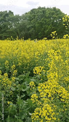 Rape flower field