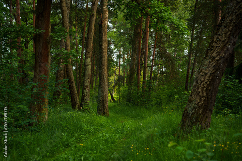 Lush green forest with tall trees and dense grass in summer