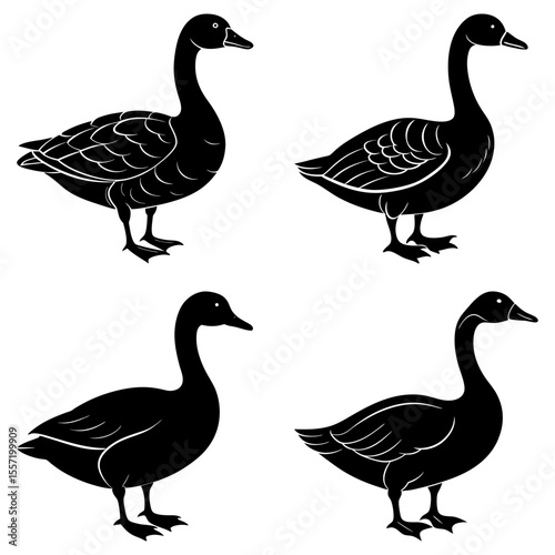 Four black geese standing in various poses with white backgrounds in a simple vector illustration