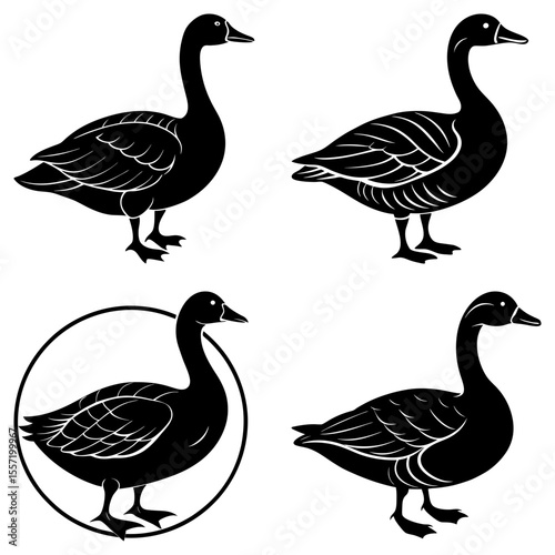 Illustration of four black geese in various poses with one inside of a circle design element