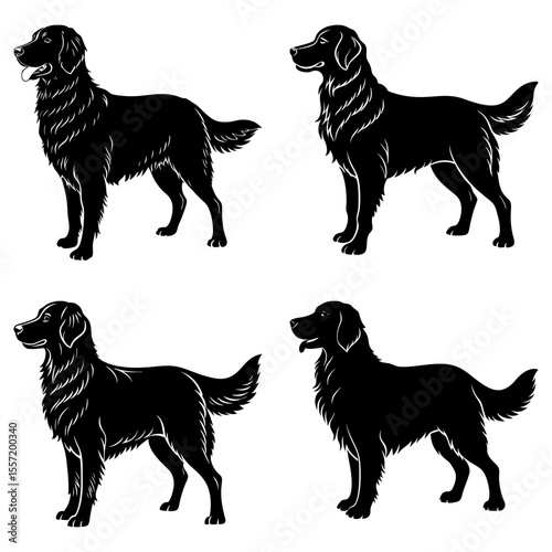 Four golden retriever silhouettes in various poses against a white background design element art