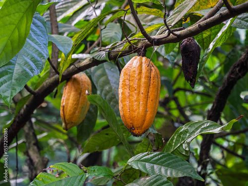 Closeup view of ripe cacao pod on branch of cocoa tree or theobroma cacao, Java, Indonesia