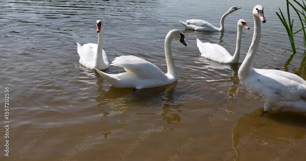 Swans swimming in the lake in early summer, white adult swans feed in sunny weather Swans swimming in the lake in early summer, white adult swans feed in sunny weather