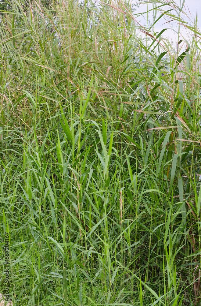 Obraz premium Lush Green Reeds Phragmites australis Forming a Dense Natural Thicket Creating a Vibrant Organic Background and Serene Ecosystem Texture