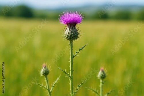 Discover the striking purple weed with spiky, cylindrical blooms and slender leaves, known scientifically as Carduus pycnocephalus.