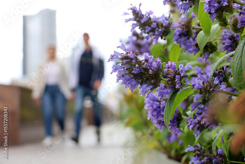 Defocused view through catmint flowers to walking people in summer city