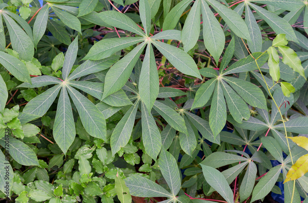 Obraz premium Lush Green Cassava Manihot esculenta Leaves Creating a Vibrant Natural Background for Agricultural and Botanical Themes