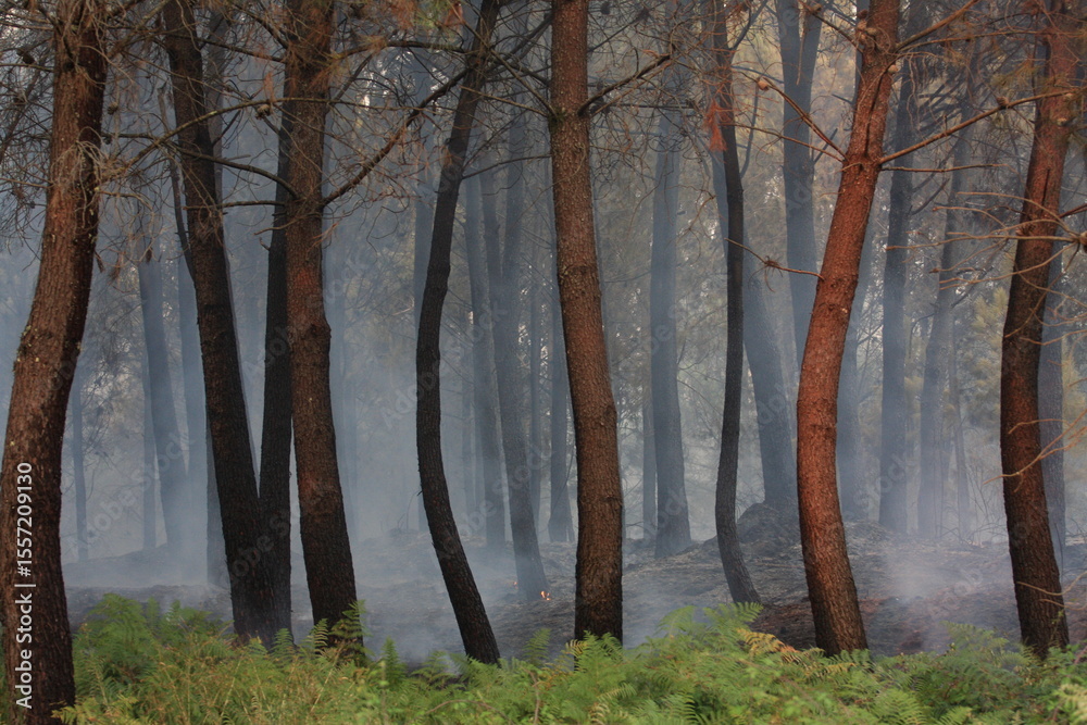 Obraz premium Work to extinguish a forest fire