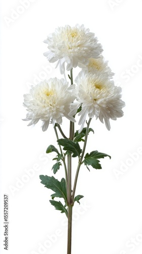 Blooming white chrysanthemums, evoking serene All Souls' Day tranquility, embrace ethereal purity with a whisper of hanami reverie