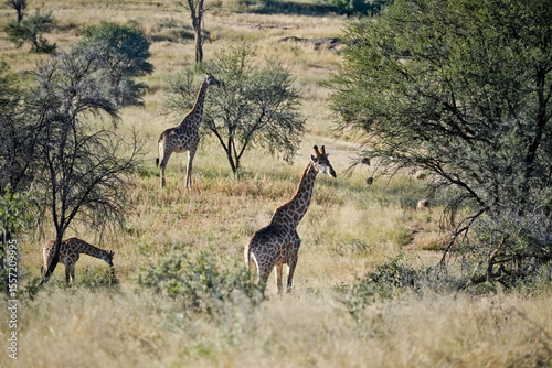 Photography Giraffes in the savannah