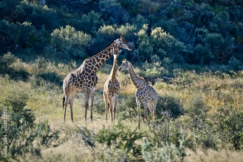 Canvas Print Three Giraffes in the savannah