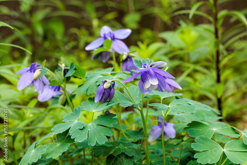 Quadro su tela Beautiful blue columbine flowers blooming in the garden.