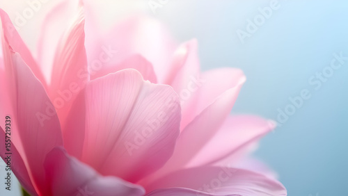 Close-Up of Soft Pink Flower Petals with Light Gradient Background
