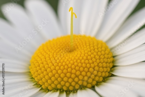 Detailed view of a flower's reproductive structures