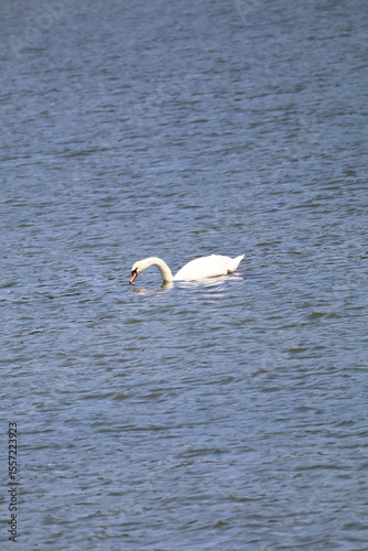 Fototapeta Naklejka Na Ścianę i Meble -  white swan in flight