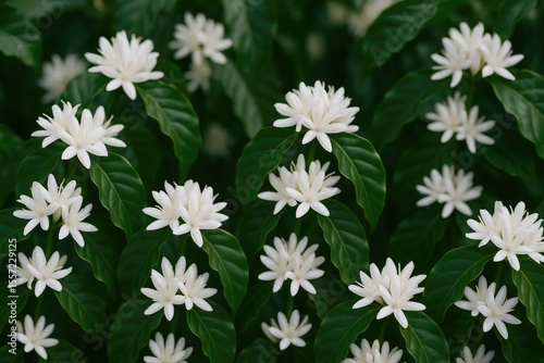 Stunning and exquisite floral patterns in coffee blooms