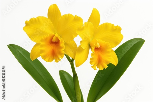 Vibrant yellow cattleya orchid blooms against a plain white backdrop