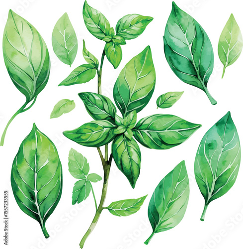 Fresh Basil Leaves Watercolor Illustration. Green Herb Botanical Kitchen Wall Art.