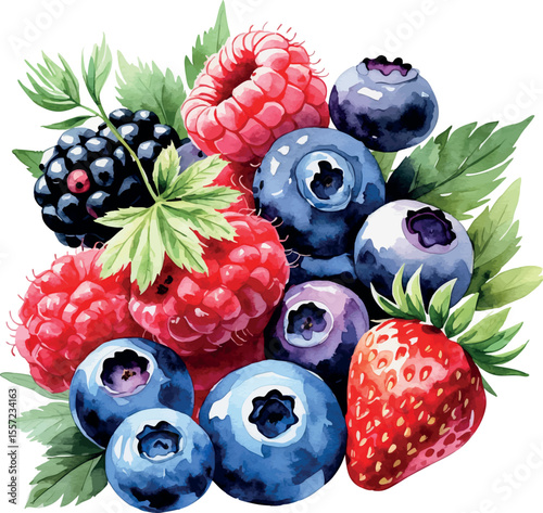 Watercolor berries mix with raspberry blueberry strawberry and blackberry on white background