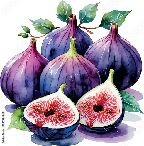 Watercolor figs illustration with whole and sliced fruit showing purple skin and pink interior