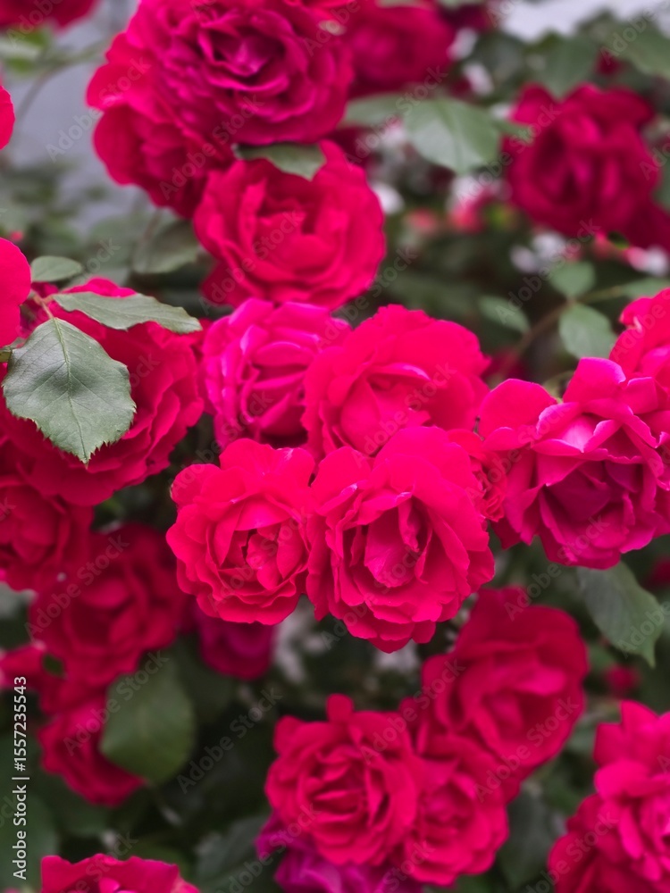 pink roses pink roses