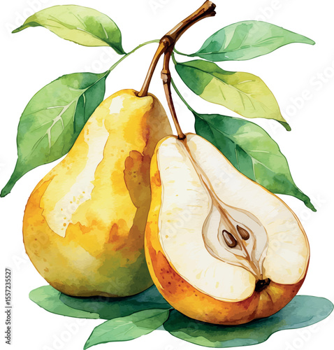Watercolor pears in golden yellow and green with one sliced and included leaves on white