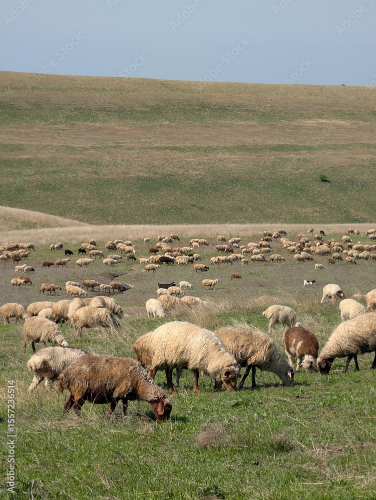 Peaceful Flock of Sheep in Green Field Peaceful Flock of Sheep in Green Field