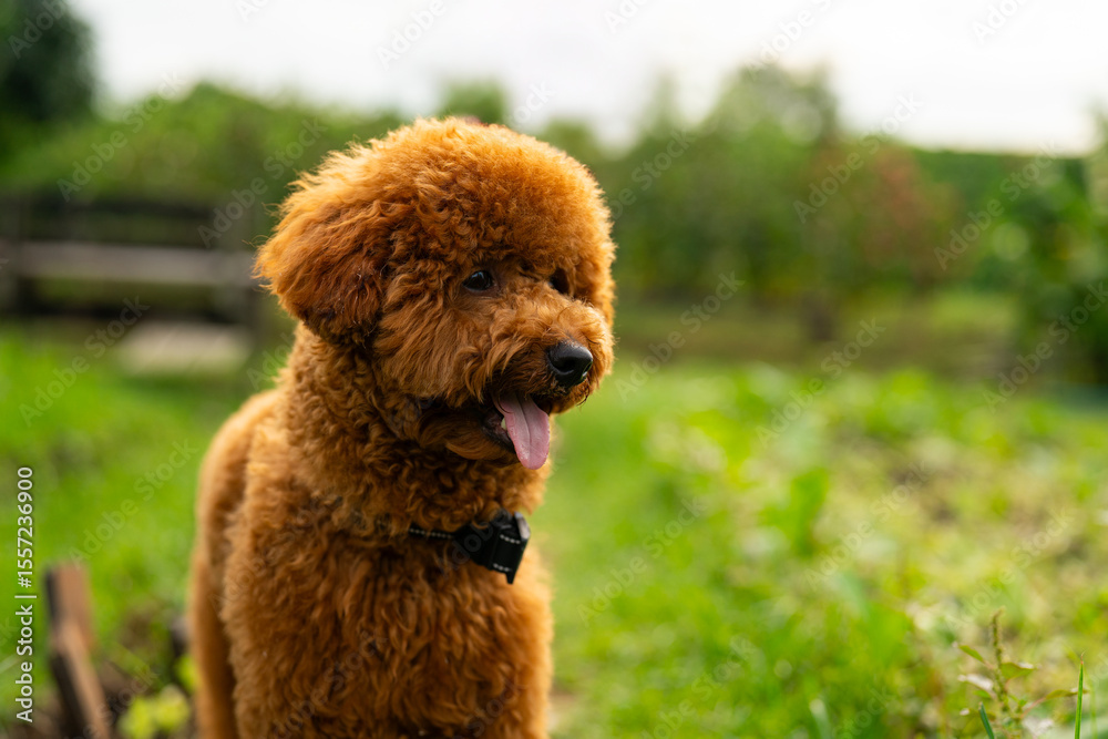 Fototapeta premium Cute Beautiful happy Poodle at garden