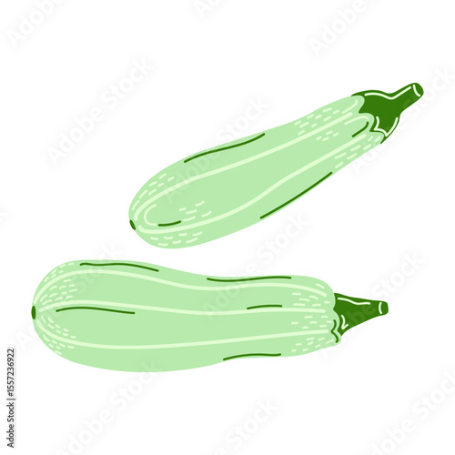 Marrow squash. Hand drawn flat style. Healthy food, gardening, or organic product designs. Isolated on white background. Vector illustration