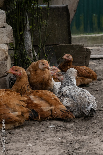 Group of domestic chickens sitting near a tree on a farm. Natural village environment and rural life atmosphere.