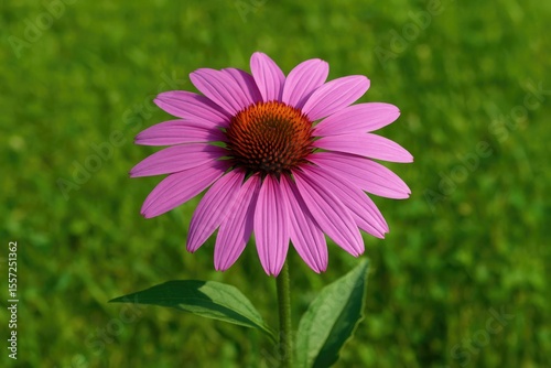 Violet blossom set against verdant grass, widely favored for landscaping projects.