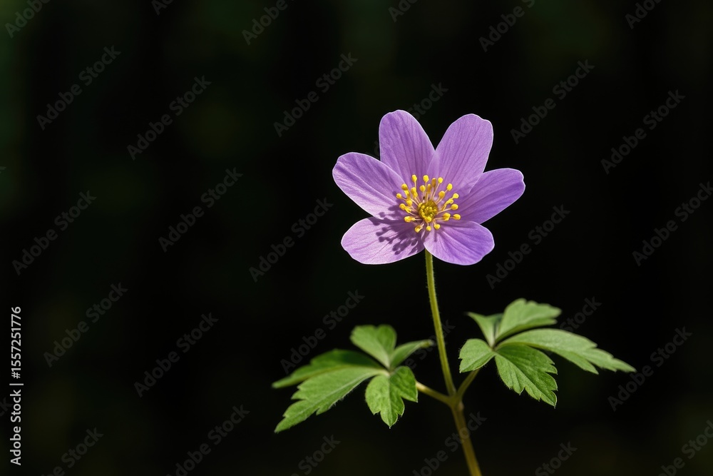 Fototapeta premium Violet Blossom in a Lush Forest During Springtime