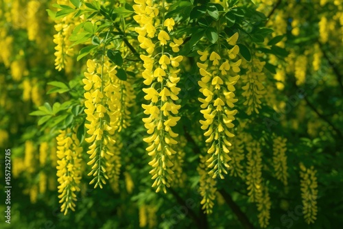 Bright Yellow Blooming Tree