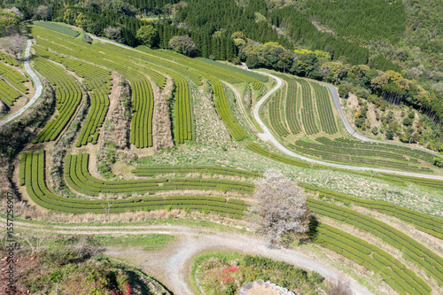 天空の茶園に咲き誇る山桜
