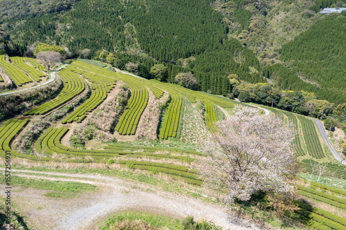 天空の茶園に咲き誇る山桜