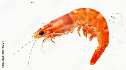 Wallpaper Mural Red shrimp ingredients seafood jumping splashing splashes Torontodigital.ca
