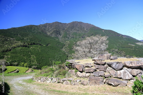 天空の茶園に咲き誇る山桜