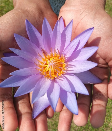 flower in hands. Hands cradling a vibrant purple lotus, a symbol of purity and grace.  A perfect moment.