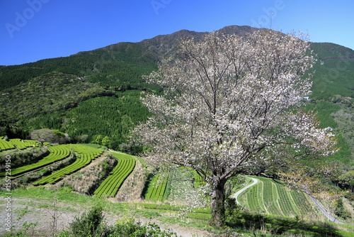 天空の茶園に咲き誇る山桜