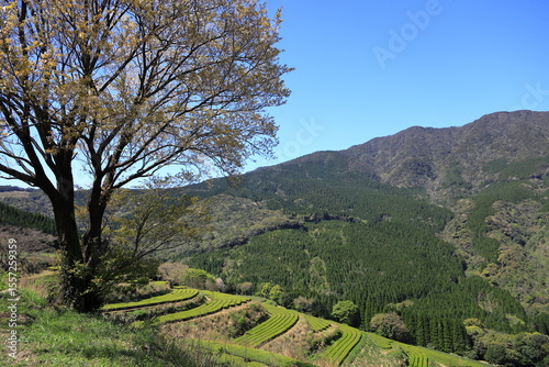 天空の茶園に咲き誇る山桜