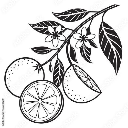 Oranges are a nutritious, low-calorie fruit that support both weight loss and heart health. Packed with fiber, vitamin C, and antioxidants, they help regulate appetite, boost metabolism, and combat ox