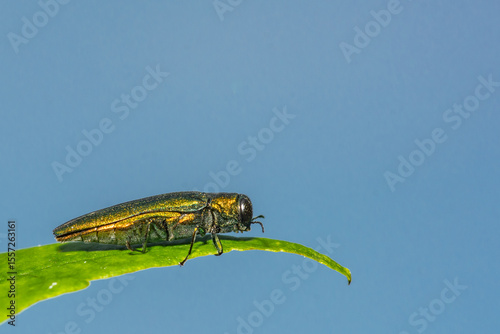 Emerald Ash Borer - Agrilus planipennis