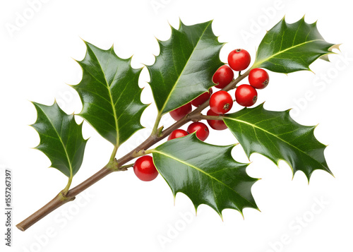 Vibrant Holly Sprig with Glossy Green Leaves and Red Berries A Festive Botanical Image