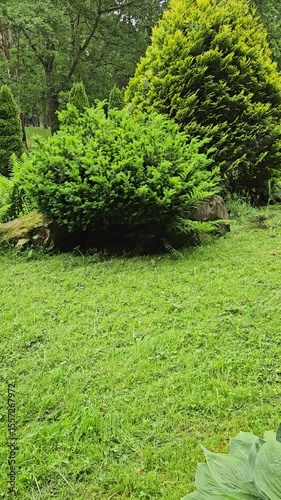 Vibrant green garden with ornamental coniferous shrubs in summer