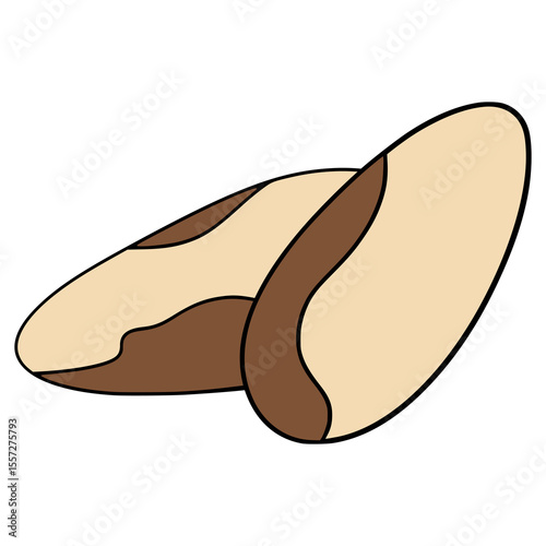 brazil nut healthy food nature flat color vector illustration template design